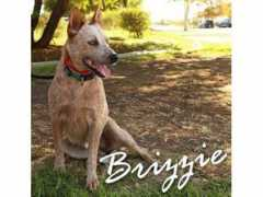 Brizzie