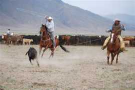 5jperformancehorses.com Brnadon