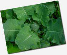 pawpawhollerhome.com Broccolli