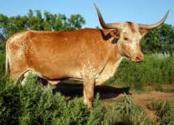 doublehelixranch.com Brocha