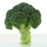 broccoli.test.svnt.com Brocoli