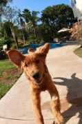pawcurious.com Brodes