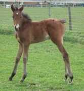 bernwodestud.com Brokan