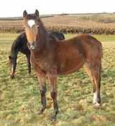bernwodestud.com Brokan