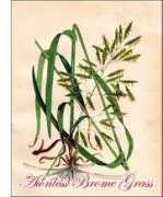 plantguide.org Brome