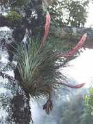 Bromel