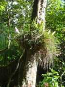 eqsun.geo.arizona.edu Bromeliad