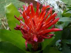 northcoastmedia.com Bromeliad
