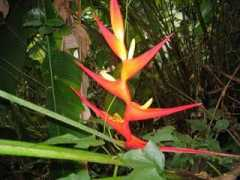 plantas-ornamentais.com Bromelias