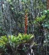 guiadoviajante.com Bromelias