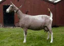 dairy-goats.co.uk Bronika