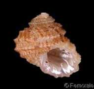 gastropods.com Bronni