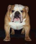 Bronus
