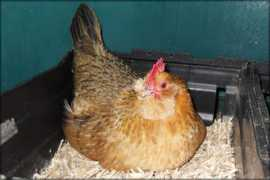 Broody