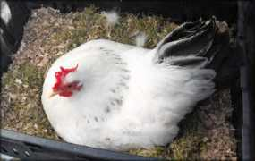 Broody