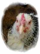 Broody