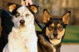 heartlandanimalshelter.net Brosa