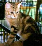 johnsoncountyhumane.org Brosia