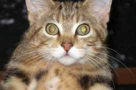 johnsoncountyhumane.org Brosia