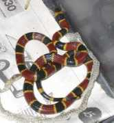 reptarium.cz Browni