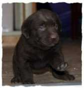 Browy
