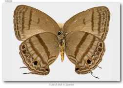 butterfliesofamerica.com Brro