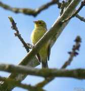 oiseaux.net Bruant