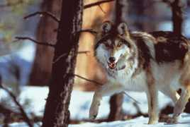 everythingwolf.com Brunhilda