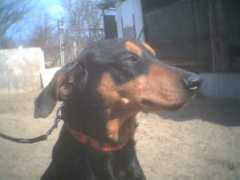 Brunoo