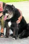 Brunoo