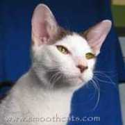 smoothcats.com Bruru