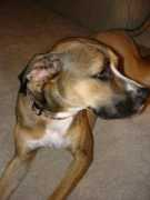 safeanimalhaven.org Bruster