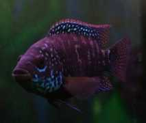 cichlids.com Brutis