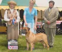 valentinesbullmastiffs.com Brutis