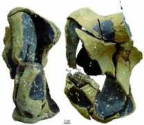 paleo.revues.org Bruts