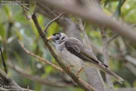 oiseaux.net Bruyant
