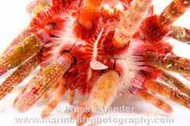 marinelifephotography.com Bryani