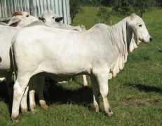 warraweebrahmans.com.au Bryanie