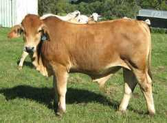 warraweebrahmans.com.au Bryanie