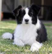 Brydie