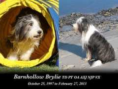 beardieagilitydiehards.org Brylie