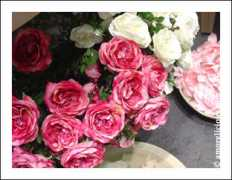 amorelicious.com Bsia