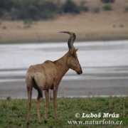 naturephoto-cz.com Bubalu
