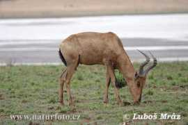 naturephoto-cz.com Bubalu