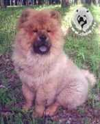 chow.ru Bubenchik