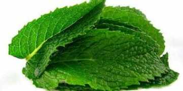 Bucales