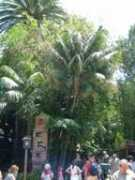 plantsofdisneyland.com Bucayo