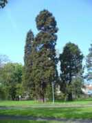 redwoodworld.co.uk Buchana