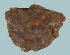 sci.waikato.ac.nz Buchia
