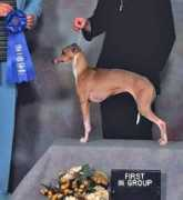 buchioitaliangreyhounds.com Buchio
